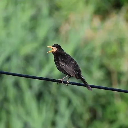 Sea View With Cozy Lomba (Flores)
