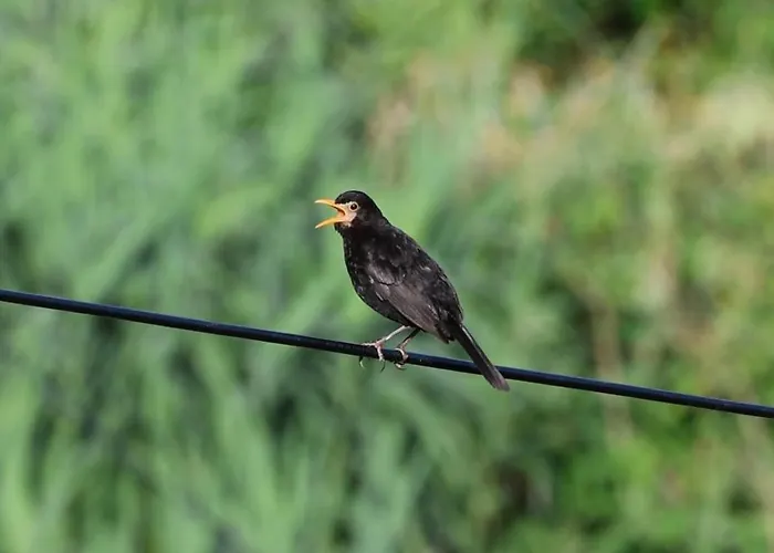 Sea View With Cozy Lomba (Flores)